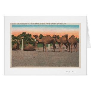 Sarasota, Florida - Camels at Ringling Bros
