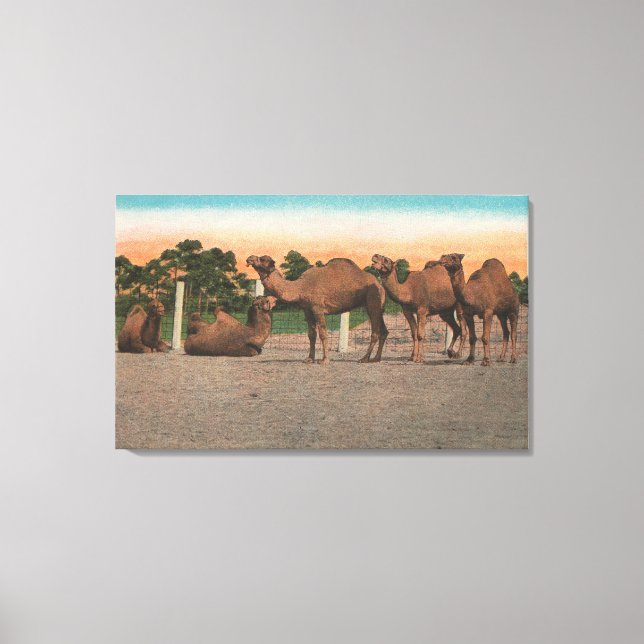 Sarasota, Florida - Camels at Ringling Bros Canvas Print (Front)