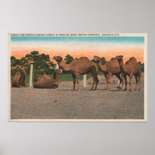 Sarasota, Florida - Camels at Ringling Bros Poster