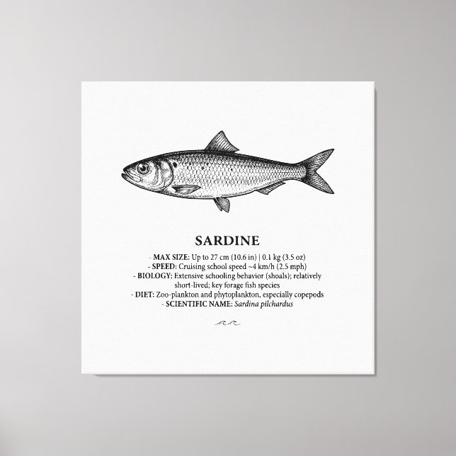 Sardine Schooling Fish Vintage  Canvas Print (Front)