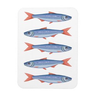 Sardines Magnet