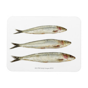 Sardines (Pilchards) 2 Magnet