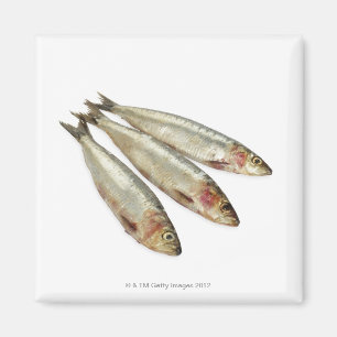 Sardines (Pilchards) Magnet