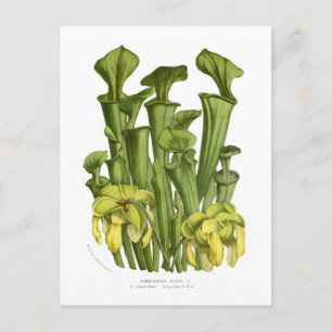 Sarracenia flava postcard
