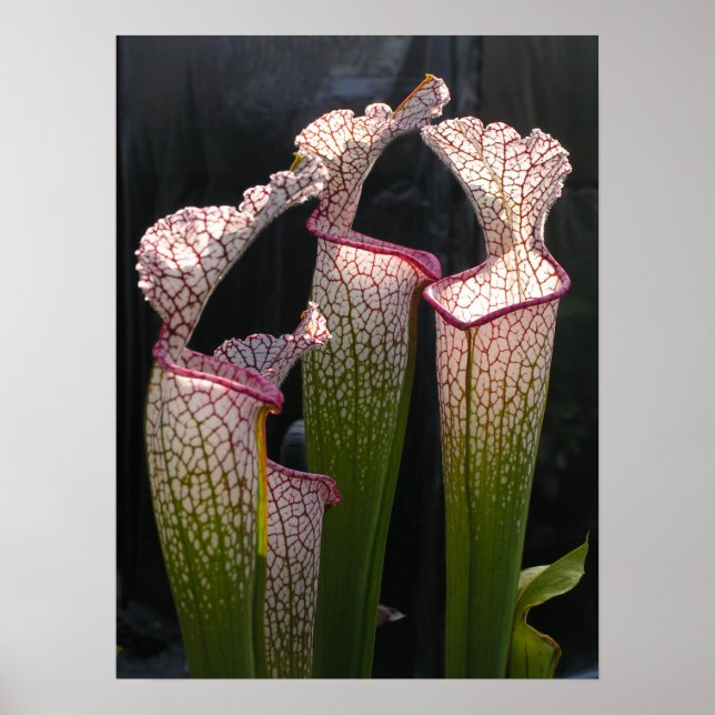 Sarracenia leucophylla Photo Poster Wall Art (Front)