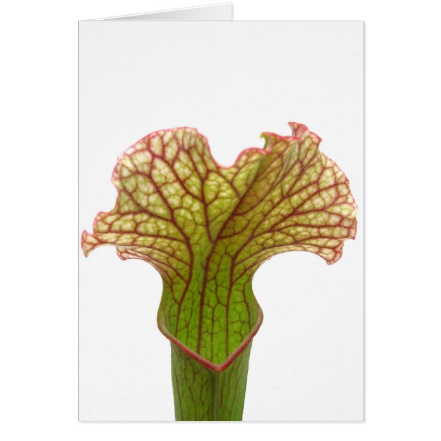 Sarracenia Pitcher Plant (Front)