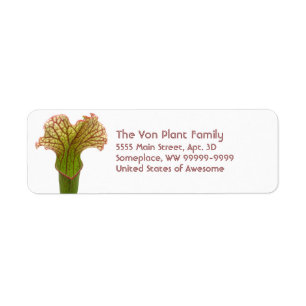 Sarracenia Pitcher Plant