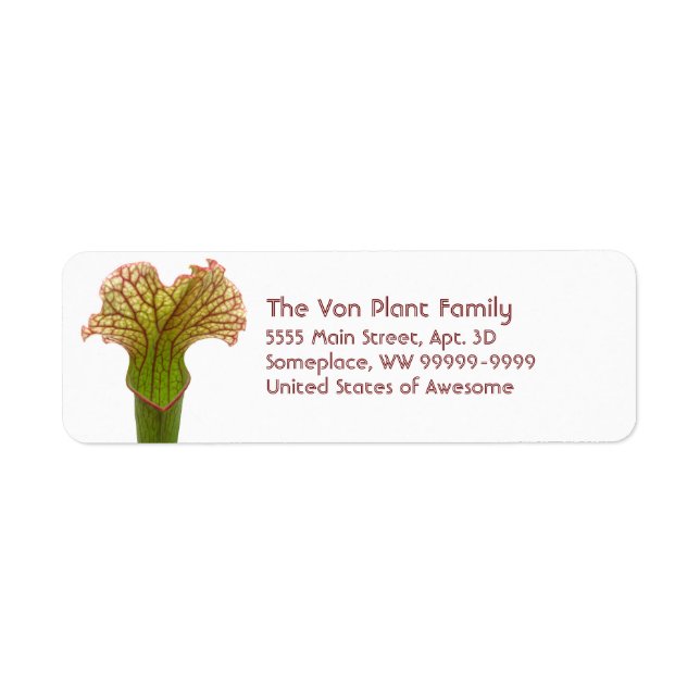 Sarracenia Pitcher Plant (Front)