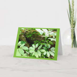 Sarsasparilla in Woodland Blank Note Card