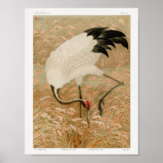 Sarus Crane in Rice Field by G.A. Audsley (1884) Poster