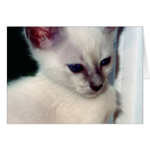 Sasha Kitten Card