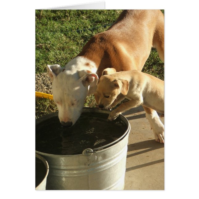 Sasha & Louie (Front)