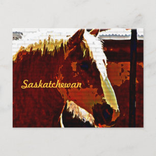 Saskatchewan,Sorrel Horse In Profile Postcard