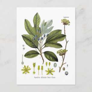 Sassafras officinale postcard