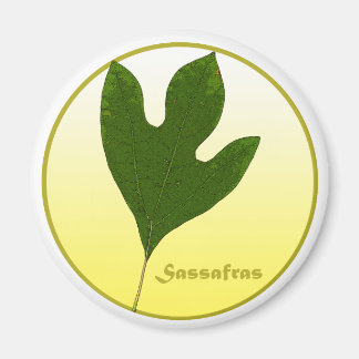 Sassafras Tree Magnet