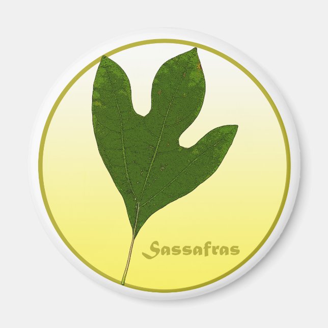 Sassafras Tree Magnet (Front)
