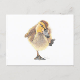 Sassy New Zealand Grey Duckling Post Card