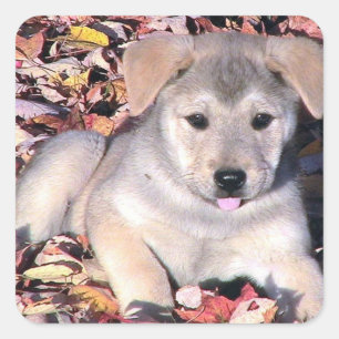 Sassy Puppy In Leaves Square Sticker