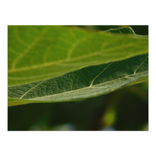 Satin photo paper with printed image of a leaf (Front)