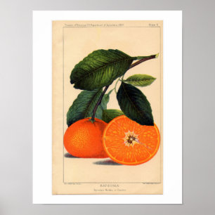 Satsuma Botanical Print