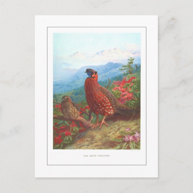 Satyr Tragopan Postcard (Front)