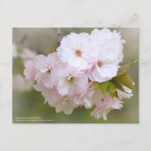 Satzakura“Sho-getsu”：Postcard Postcard