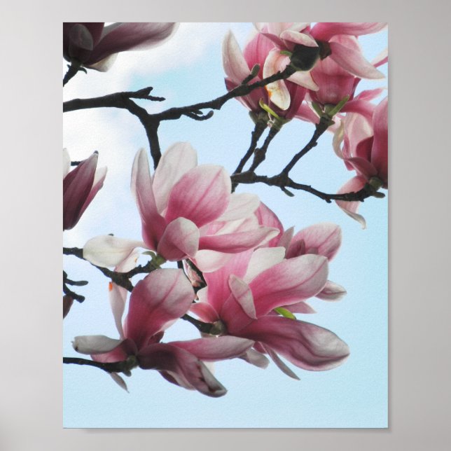 Saucer Magnolia Tulip Tree Pink White Flowers Poster (Front)
