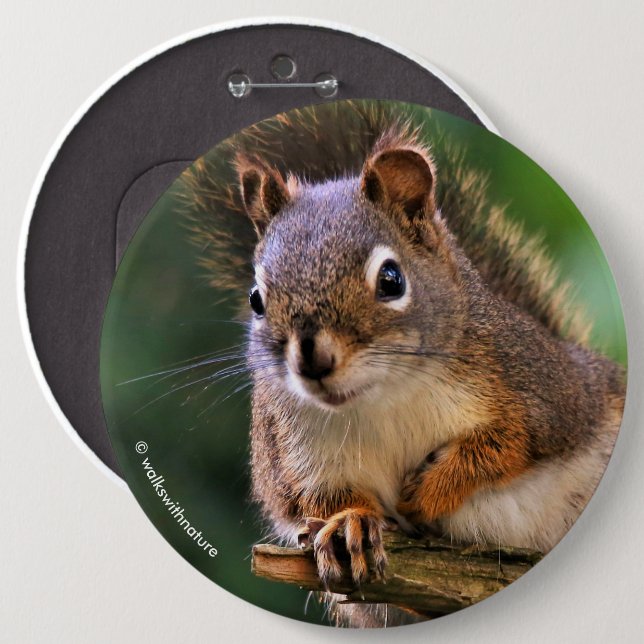 Saucy Red Squirrel in the Fir 6 Cm Round Badge (Front & Back)