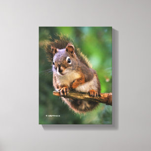 Saucy Red Squirrel in the Fir Canvas Print