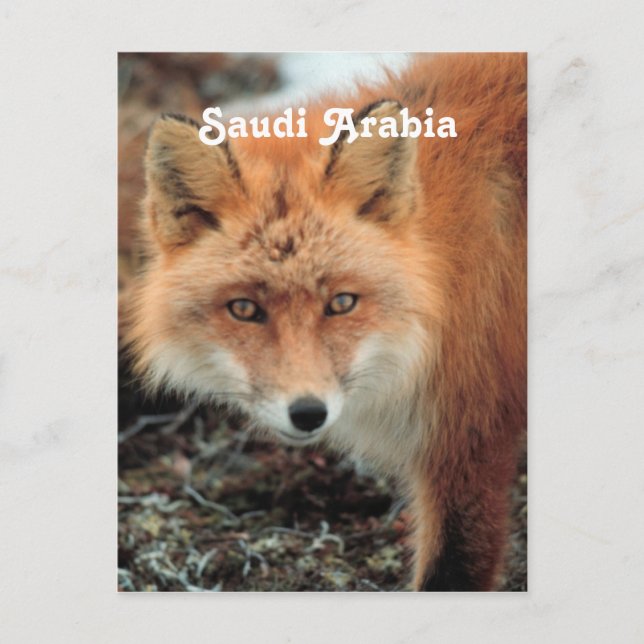 Saudi Arabian Fox Postcard (Front)