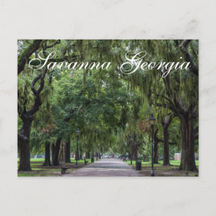 Savanna Georgia Tree Park Postcard