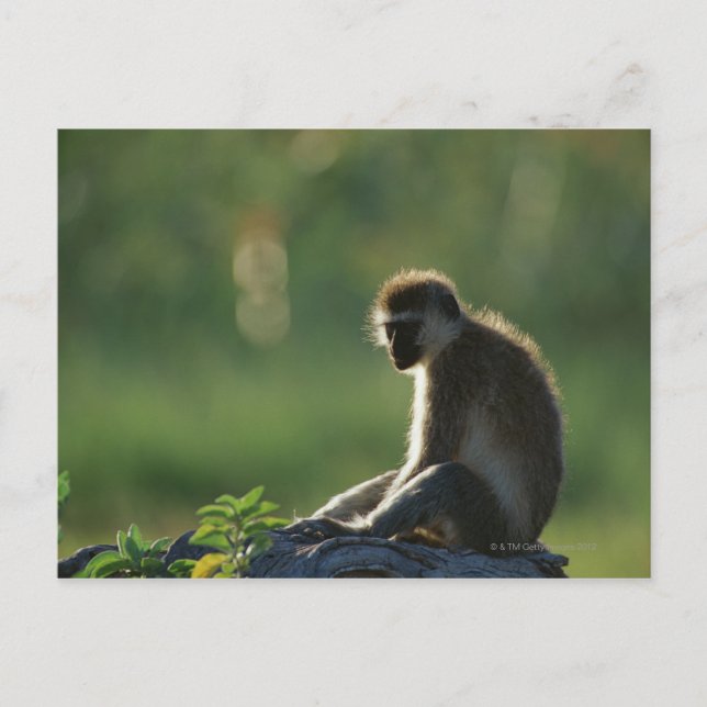 Savanna Monkey Postcard (Front)