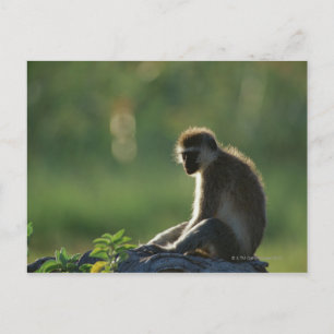 Savanna Monkey Postcard