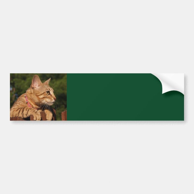Savannah Cat Background Bumper Sticker (Front)