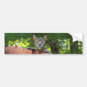 Savannah Cat Background Bumper Sticker