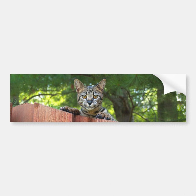 Savannah Cat Background Bumper Sticker (Front)