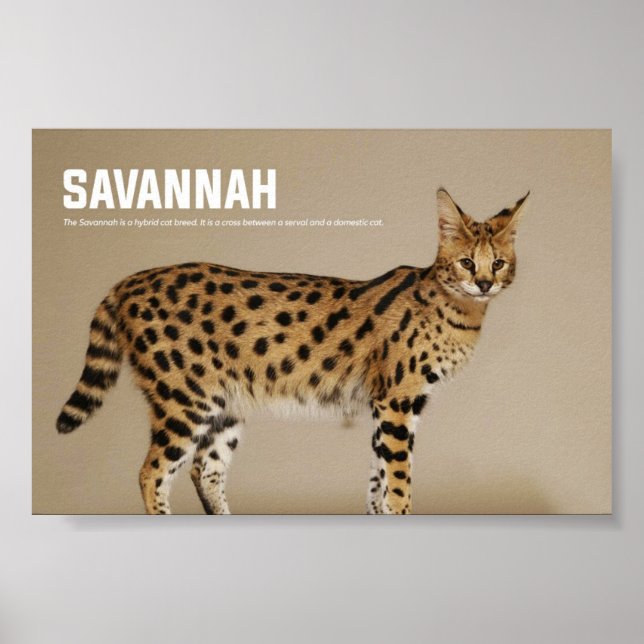 Savannah Cat Breed Poster (Front)