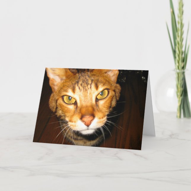 Savannah Cat Card (Front)