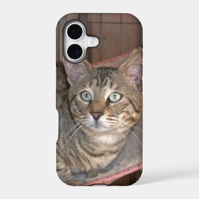 Savannah Cat iPhone 5 (Back)