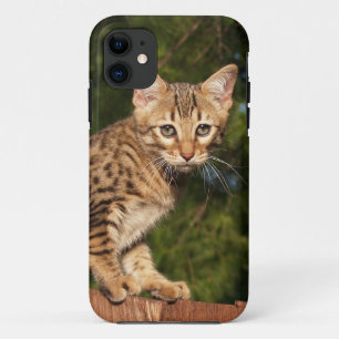 Savannah Cat iPhone 5 Case-Mate Barely There 11 Case