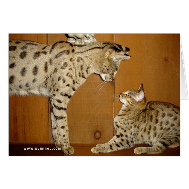 Savannah Cat meeting Card (Front Horizontal)