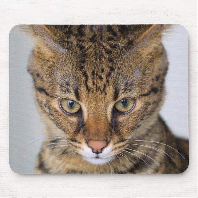 Savannah Cat Mouse Mat (Front)
