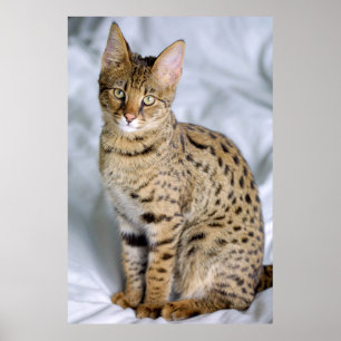 Savannah‎ Cat Poster