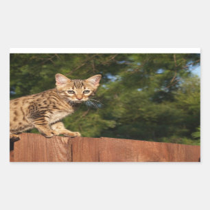 Savannah Cat Rectangle Sticker