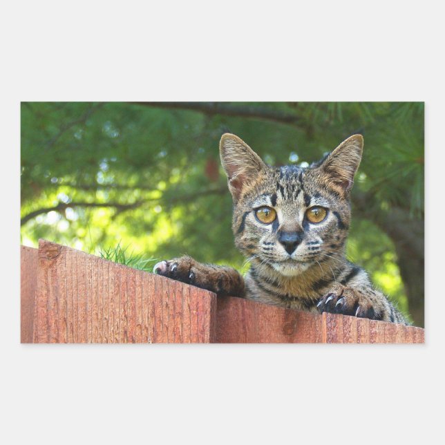 Savannah Cat Rectangle Sticker (Front)