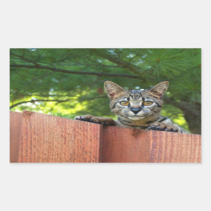Savannah Cat Rectangle Sticker