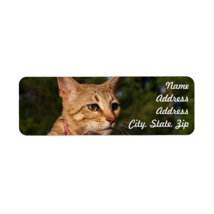 Savannah Cat Return Address Sticker
