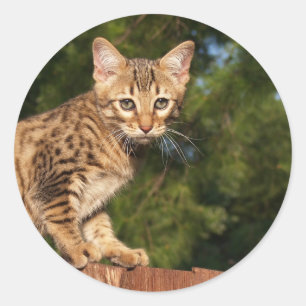 Savannah Cat Round Sticker