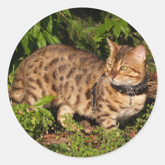 Savannah Cat Round Sticker (Front)