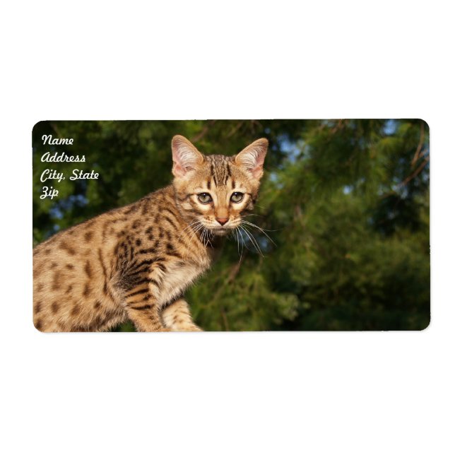 Savannah Cat Shipping Label (Front)